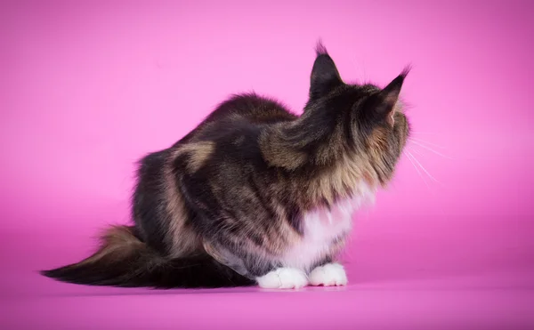 Cat breeds Maine Coon on a pink background — Stock Photo, Image