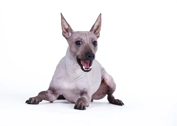 Cane, Americano nudo Terrier — Foto Stock