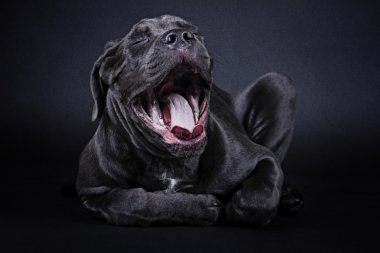Köpek doğurmak cane Corso, yawns
