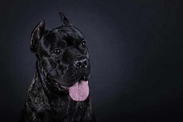 Köpek doğurmak cane corso — Stok fotoğraf