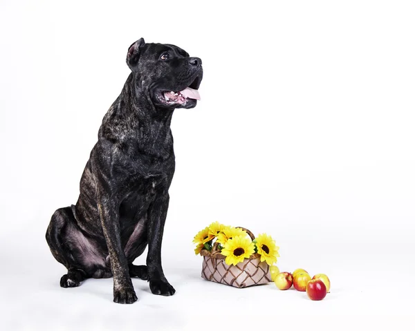 Köpek doğurmak cane corso — Stok fotoğraf