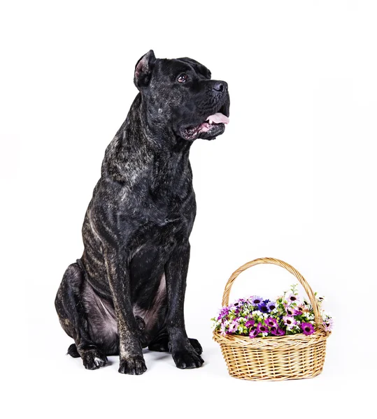 Köpek doğurmak cane corso — Stok fotoğraf