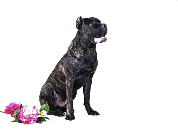 Köpek doğurmak cane corso — Stok fotoğraf