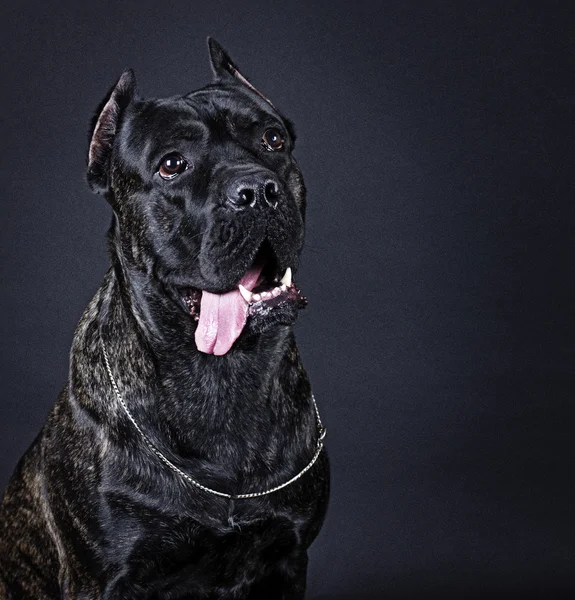 Собака породи тростини Корсо — стокове фото
