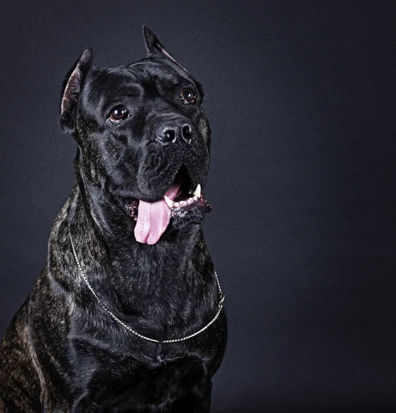 Köpek doğurmak cane corso — Stok fotoğraf