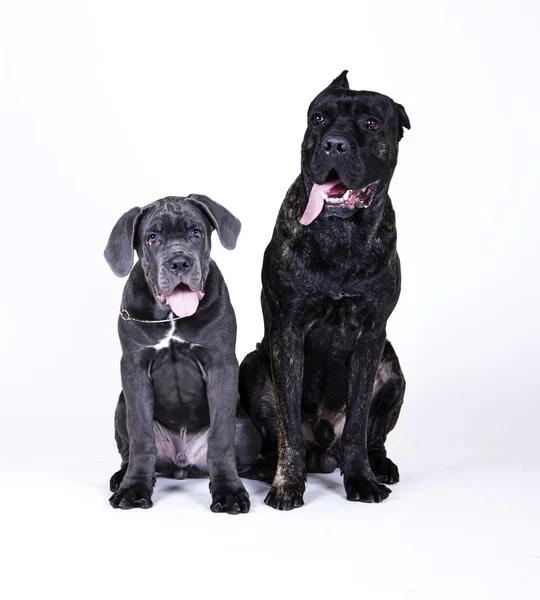 Породы собак Корсо — стоковое фото