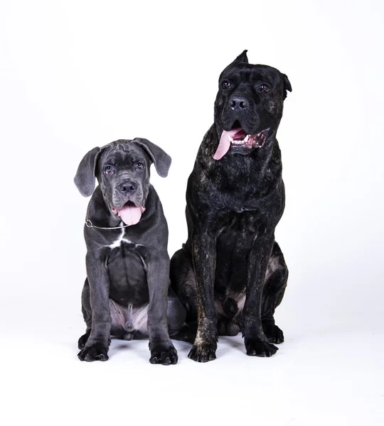 Köpek doğurmak cane corso — Stok fotoğraf