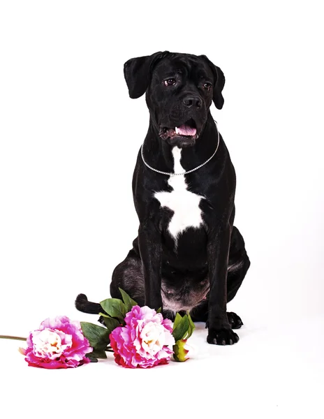 Pies rasy cane Corso, czarno-biała — Zdjęcie stockowe
