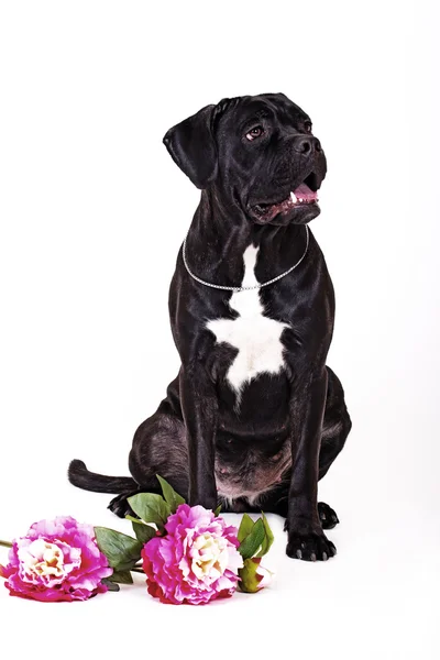 Köpek doğurmak kamışı Corso, beyaz siyah — Stok fotoğraf