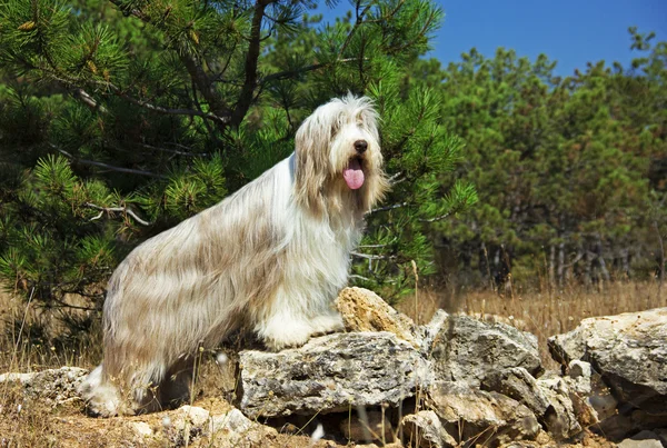 Raza perro barbudo collie paseo el perro —  Fotos de Stock