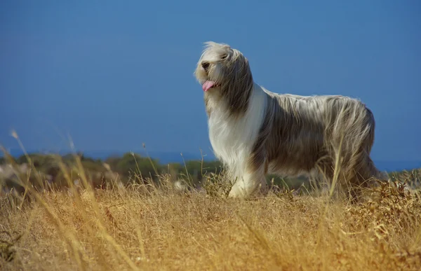 犬の品種はひげを生やしたコリー散歩犬 — ストック写真