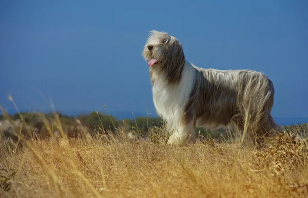 Raça cão barbudo collie andar o cão — Fotografia de Stock