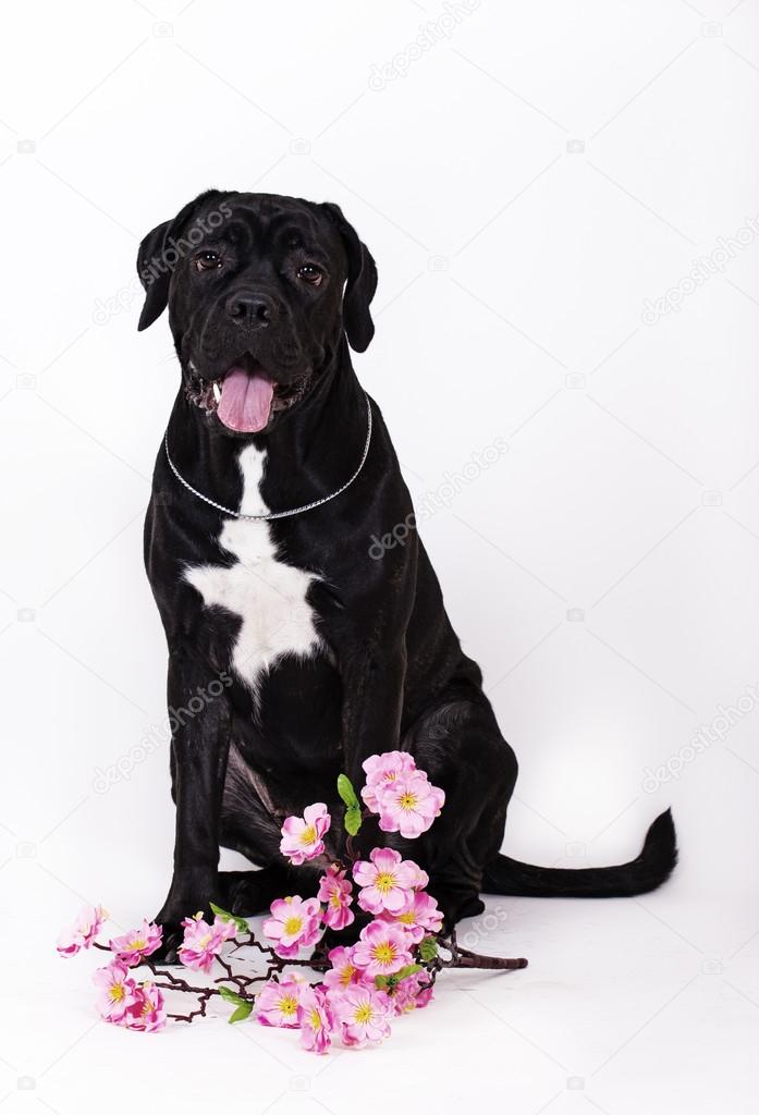 Dog breed cane Corso, black on white
