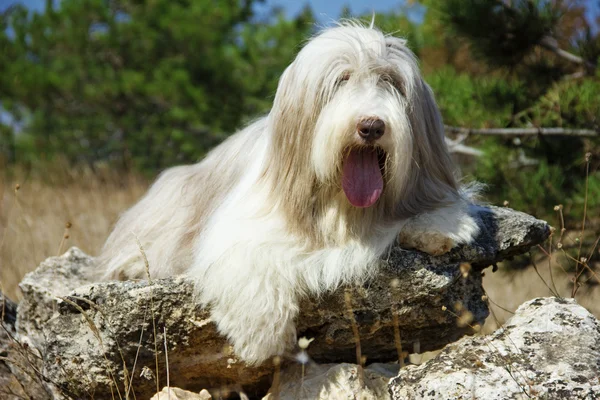 Raça cão barbudo collie natureza andar o cão — Fotografia de Stock