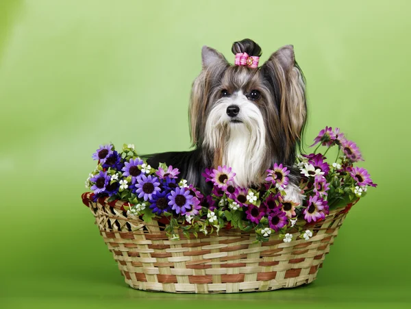 Köpek doğurmak Biewer Yorkshire korkunç — Stok fotoğraf