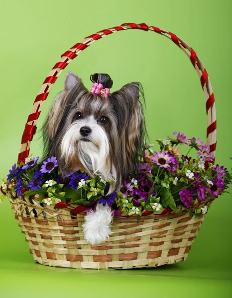 Köpek doğurmak Biewer Yorkshire korkunç — Stok fotoğraf