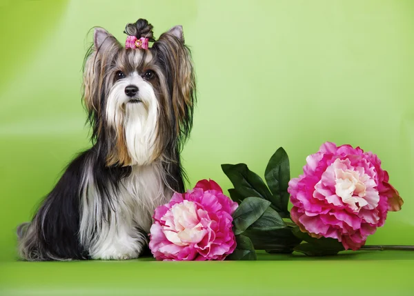 Cría de perros Biewer Yorkshire Terrier — Foto de Stock