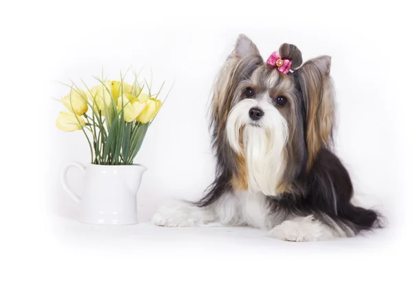 Köpek doğurmak Biewer Yorkshire korkunç — Stok fotoğraf