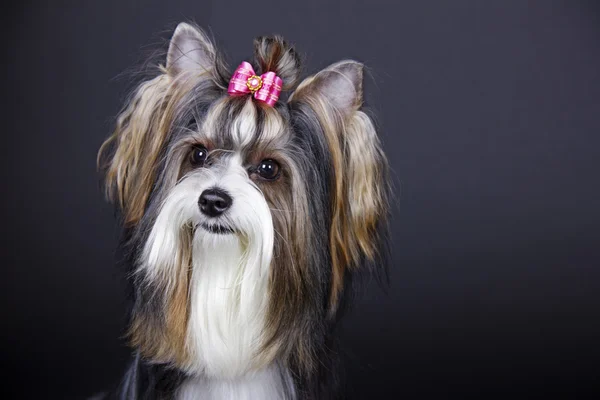 Köpek doğurmak Biewer Yorkshire korkunç — Stok fotoğraf