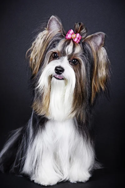 Race canine Biewer Yorkshire Terrier — Photo