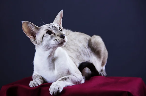 Orientalny kot rasa — Zdjęcie stockowe