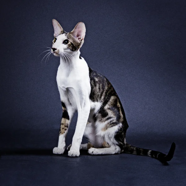 Orientalny kot rasa — Zdjęcie stockowe