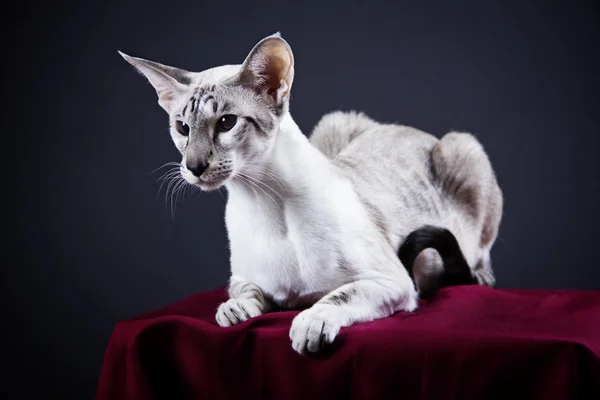 The Oriental cat breed — Stock Photo, Image
