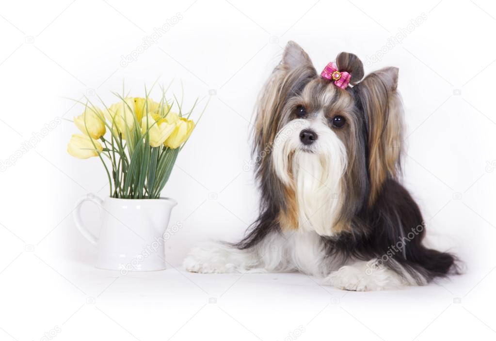Dog breed Biewer Yorkshire Terrier