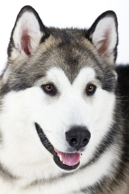 Köpek doğurmak Alaskan Malamute beyaz bir arka plan üzerinde