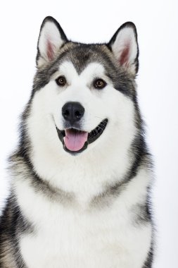 Köpek doğurmak Alaskan Malamute beyaz bir arka plan üzerinde