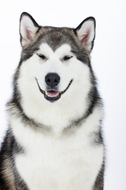 Köpek doğurmak Alaskan Malamute beyaz bir arka plan üzerinde
