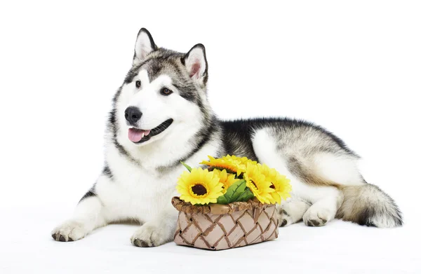 Crianza de perros Alaska Malamute sobre un fondo blanco — Foto de Stock