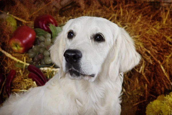 Golden Retriever köpek ırkları — Stok fotoğraf