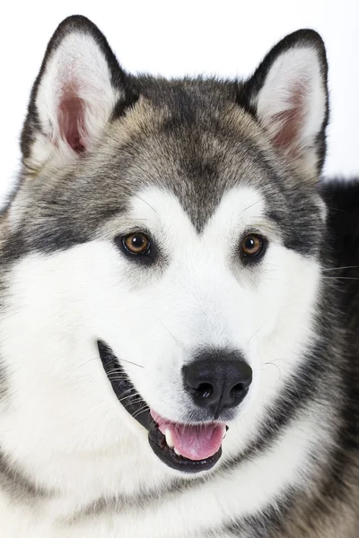 Crianza de perros Alaska Malamute sobre un fondo blanco — Foto de Stock