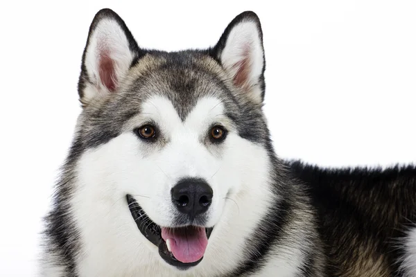 Crianza de perros Alaska Malamute sobre un fondo blanco — Foto de Stock