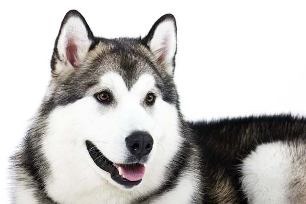 Kutya tenyészt Alaszka Malamute fehér alapon — Stock Fotó