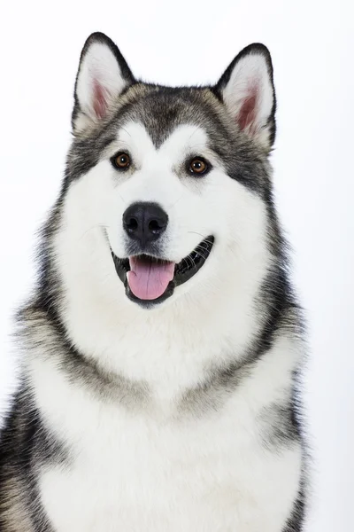 Raça de cães Alasca Malamute em um fundo branco — Fotografia de Stock