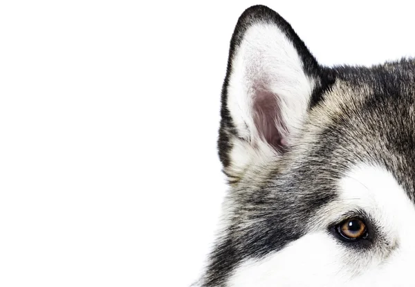 アラスカン マラミュート子犬写真素材 ロイヤリティフリーアラスカン マラミュート子犬画像 Depositphotos