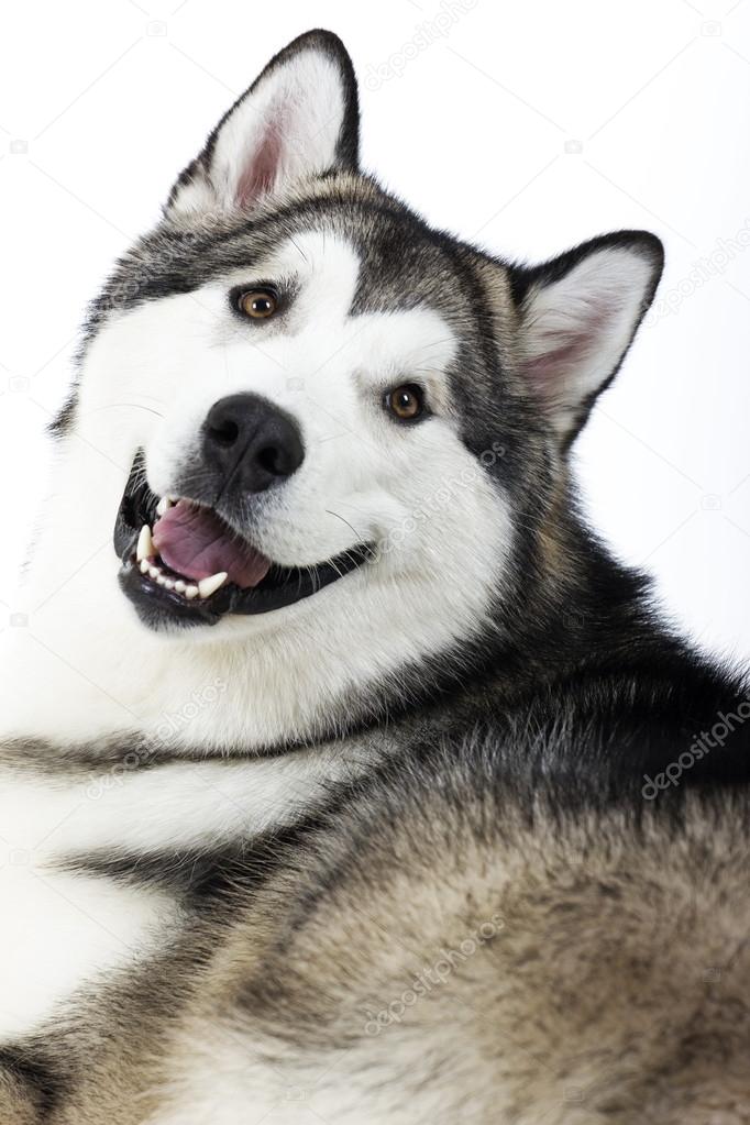Dog breed Alaskan Malamute on a white background
