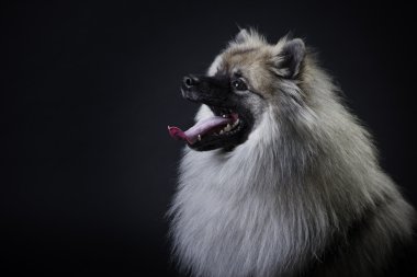 Köpek doğurmak keeshonds siyah bir zemin üzerine