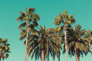 Santa Monica sahilinde palmiye ağaçları.