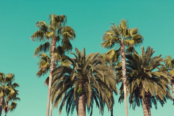 Santa Monica sahilinde palmiye ağaçları.