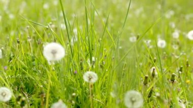 Karahindiba yeşil bir alan içinde. soldan sağa kaydırın.