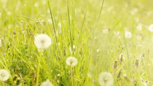 Dandelion in a green field. slide from left to right. dust partical and color edit. — Stock Video