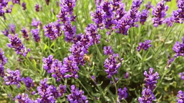 Abeja en una lavanda lila. abeja de trabajo para la miel. sensación de verano — Vídeo de stock