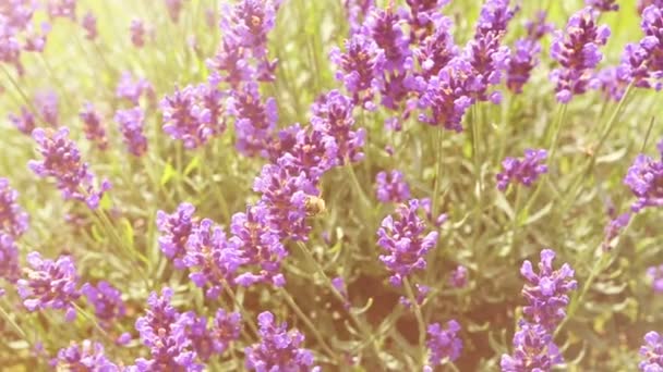 Bee op een Lila lavendel. werkende bijen voor honing. kleur bewerken. — Stockvideo