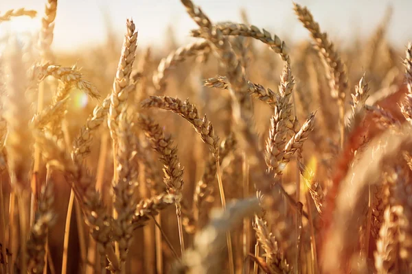 Wheat in early sunlight ready for harvest. Thanksgiving — Stock Photo, Image