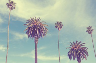 Santa Monica sahilinde palmiye ağaçları.