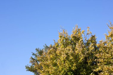 Sonbahar ağaçları güneşli mavi bir gökyüzünde