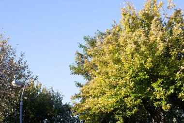 Sonbahar ağaçları ve bir lamba direği